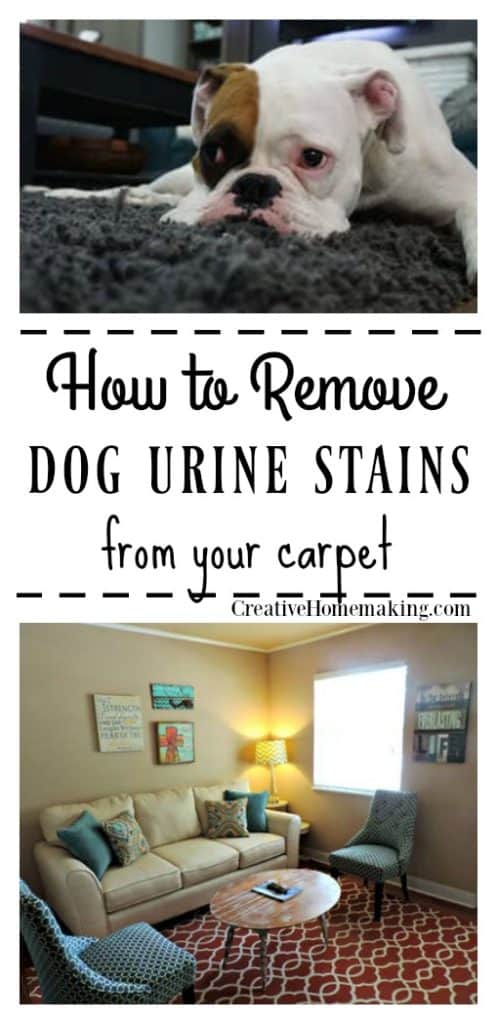 Expert cleaning tips for removing dog urine stains from carpet.