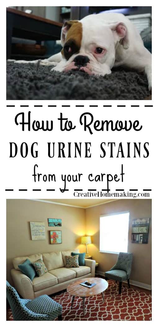 How to Remove Dog Urine Stains from Carpet Creative Homemaking