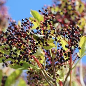 Elderberry varieties and uses. Not only are elderberries great for making jams and syrups, they are also a favorite for butterflies and other wildlife.