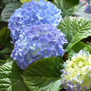 Best shade plants. A reader asks what shady plants and shrubs she can plant in a shady area of her yard.