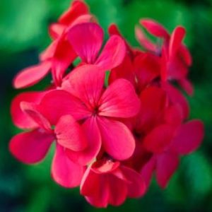 Geranium care. Tips on planting, growing, and caring for geraniums in pots or containers.