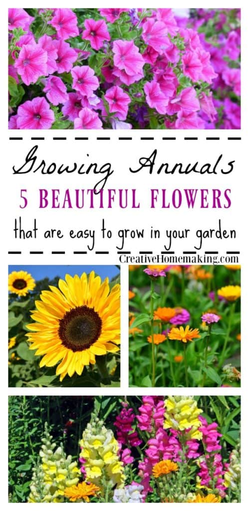 Growing annuals. Five easy to grow annual flowers to plant in your garden.