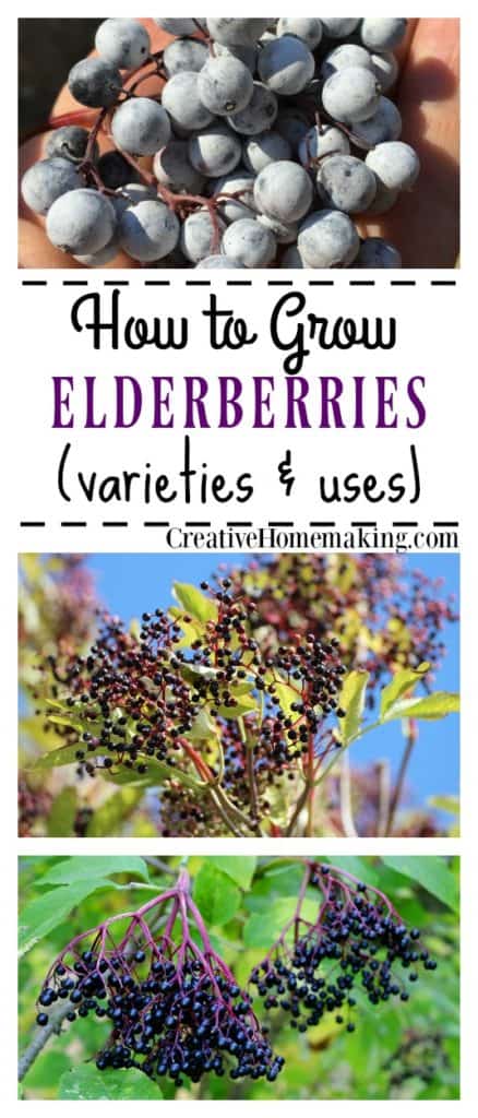 Elderberry varieties and uses. Not only are elderberries great for making jams and syrups, they are also a favorite for butterflies and other wildlife.