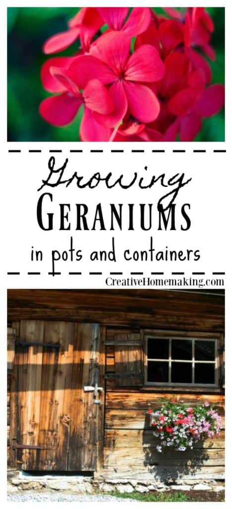 Geranium care. Tips on planting, growing, and caring for geraniums in pots or containers.