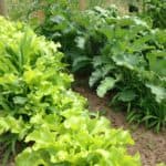 Tips for using household items like egg shells, coffee grounds, epsom salt, and grass clippings to make all natural homemade fertilizer for your garden.