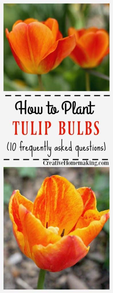 Questions frequently asked about planting and growing tulips answered by a gardening expert.