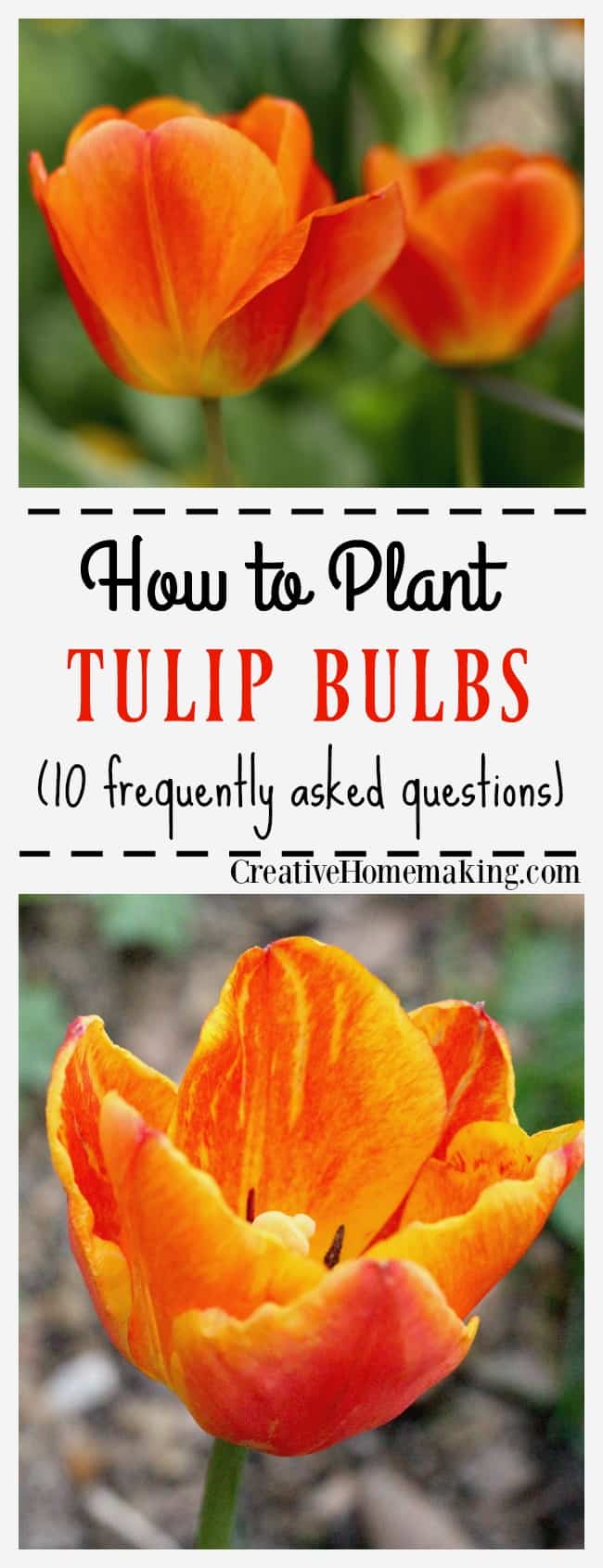 10 Frequently Asked Questions on Planting Tulip Bulbs Creative Homemaking