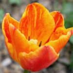 Questions frequently asked about planting and growing tulips answered by a gardening expert.