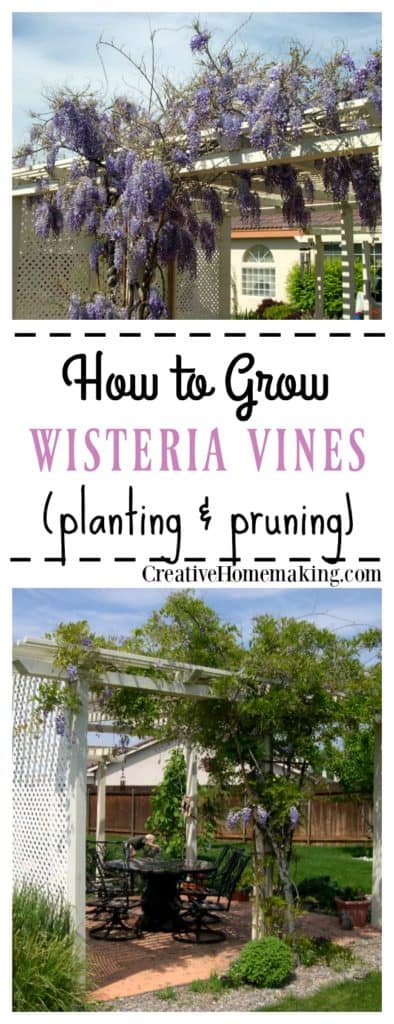 Expert tips for growing and caring for wisteria vines. Wisteria grown from seed can take up to 10 years to bloom!