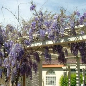 Expert tips for growing and caring for wisteria vines. Wisteria grown from seed can take up to 10 years to bloom!