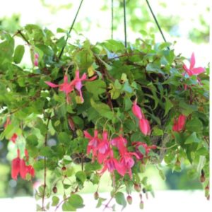 Easy DIY tips for making homemade plant food to fertilize your hanging flower baskets and keep them blooming all summer long.