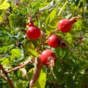 Harvesting rose hips. Information on growing, harvesting, and cooking with rose hips. Includes a recipe for rose hip marmalade.