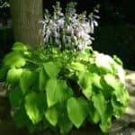 Hostas come in many varieties. These easy hosta care tips will help ensure the hostas in your garden remain virtually maintenance free.
