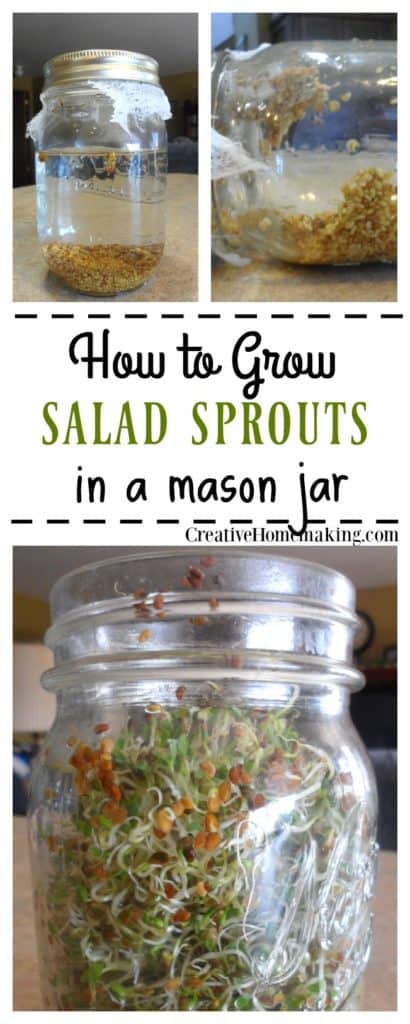 How to grow sprouts in a mason jar. Easy instructions for growing your own salad sprouts from seed in a mason jar on the kitchen counter.