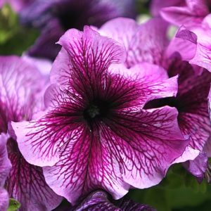 Growing annuals. Five easy to grow annual flowers to plant in your garden.