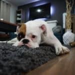 Expert cleaning tips for removing dog urine stains from carpet.