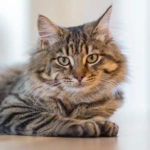 remove cat urine from furniture