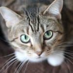 Wondering what products work best for removing cat urine smell from your carpet? Get rid of that awful lingering pee smell for GOOD with these expert tips.