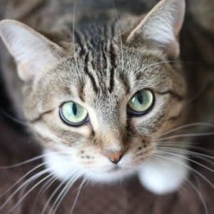 Carpet shampoo to outlet remove cat urine