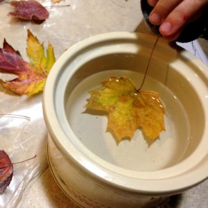 Easy instructions for waxing fall leaves for autumn or Thanksgiving decorations."