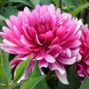Easy tips for planting and growing chrysanthemums, a perennial favorite in many gardens.