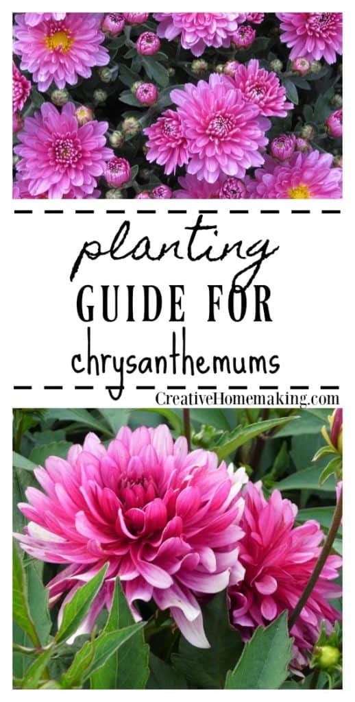 Easy tips for planting and growing chrysanthemums, a perennial favorite in many gardens.