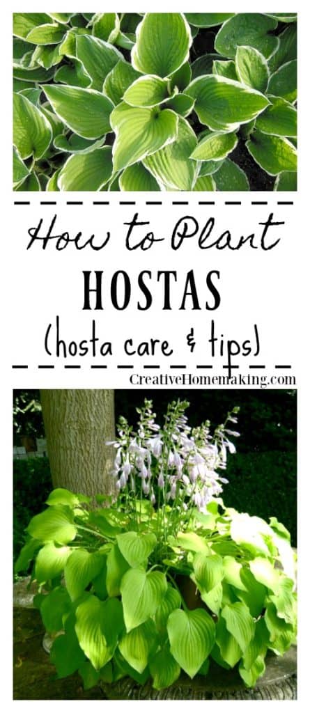 Hostas come in many varieties. These easy hosta care tips will help ensure the hostas in your garden remain virtually maintenance free.