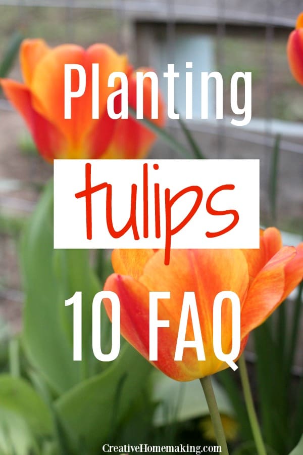 Easy guide to planting tulip bulbs. All your tulip questions answered!