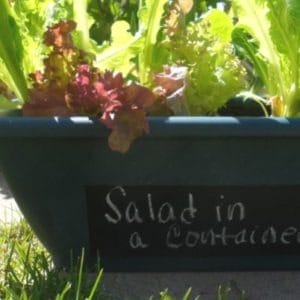 ow to grow salad leaves or lettuce in a container or pot. Just clip what you need to make salad and it grows back in a week!