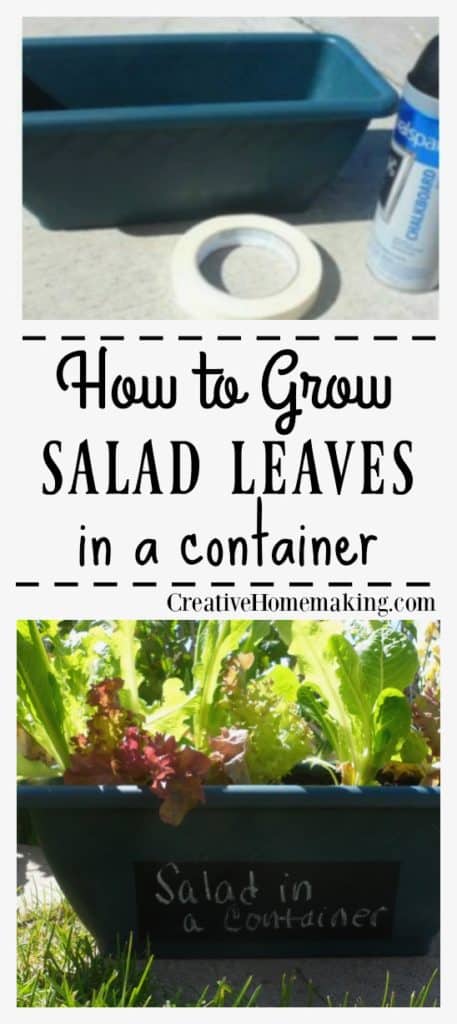 Tips for growing greens, salad leaves, or lettuce in a container or pot. Just clip what you need to make salad and it grows back in a week!