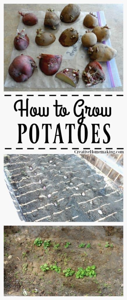 Growing potatoes is a fun activity the whole family can enjoy. They can be grown in trenches or in containers.