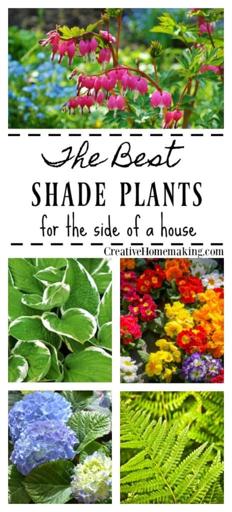 Best shade plants. A reader asks what shady plants and shrubs she can plant in a shady area of her yard.