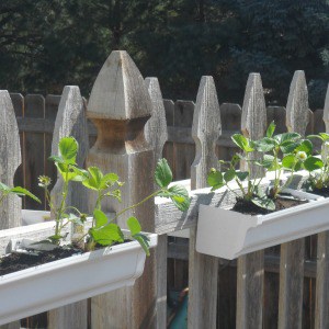 Easy DIY strawberry gutter garden you can install on your garden fence.