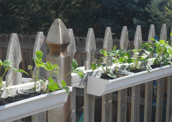 Easy DIY strawberry gutter garden you can install on your garden fence.