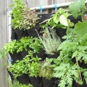 Creative ideas for doubling your gardening space by the use of vertical gardens.