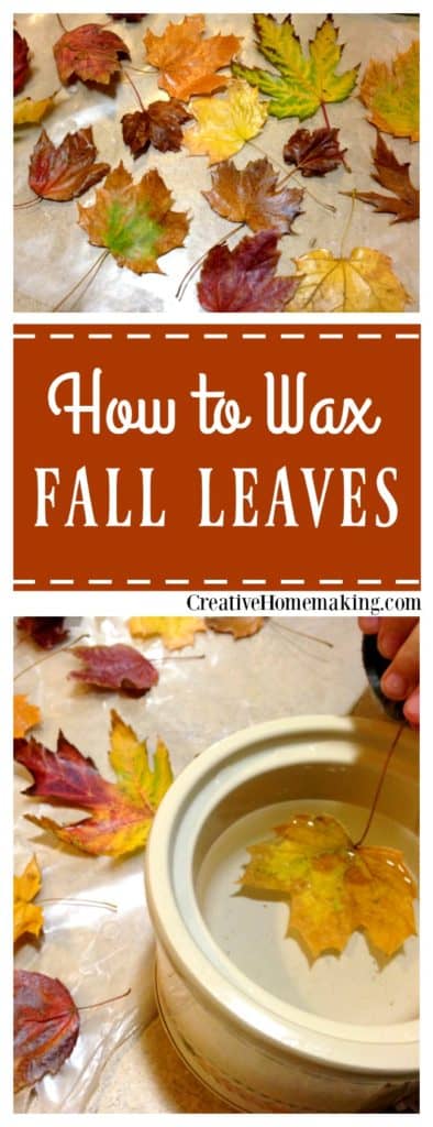 Waxing fall leaves. Easy instructions for making waxed fall leaves for autumn or Thanksgiving decorations.