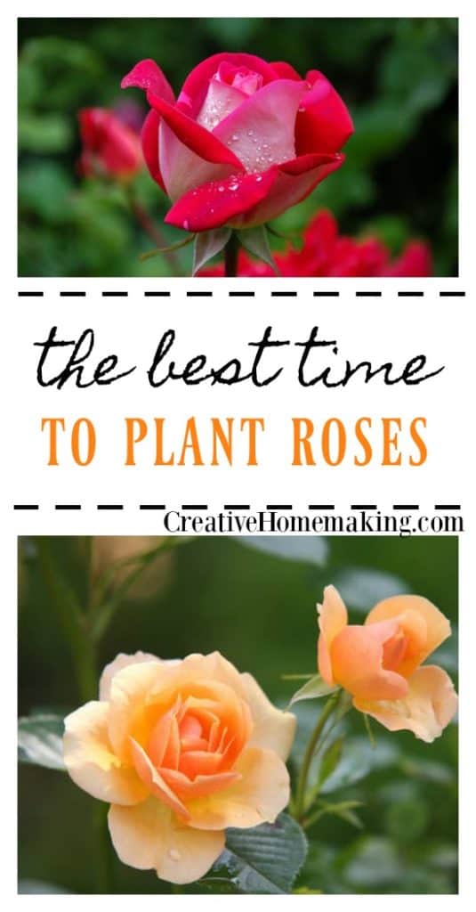 When is the best time for planting roses? Find out why spring is the best time to plant your rose garden.