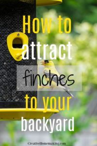 How To Attract Finches - Creative Homemaking