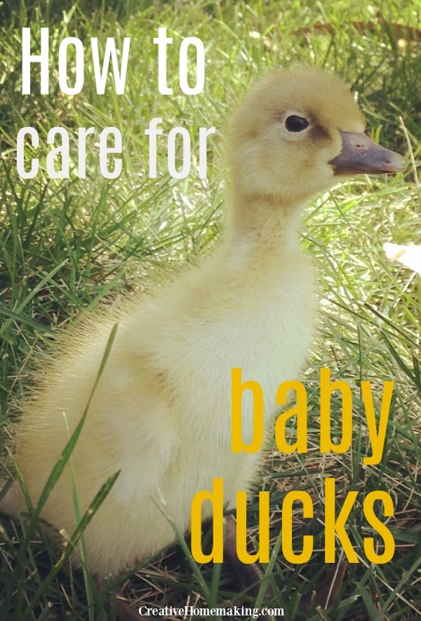 Easy tips for caring for baby ducks, What to feed baby ducks, when to move baby ducklings outside, when ducklings can swim, and more.