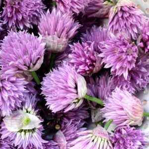 Easy recipe for chive blossom vinegar. This homemade infused vinegar has a wonderful chive flavor and is a pretty pink purple in color. Great for homemade salad dressings and marinades.