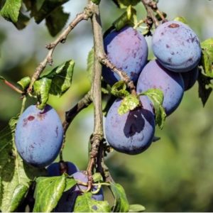Information on growing and caring for plum trees.