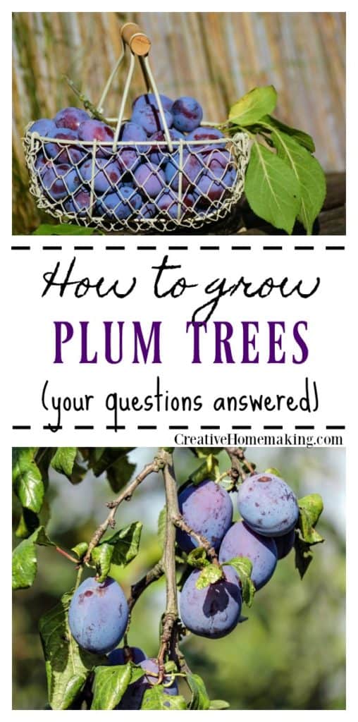 Information on growing and caring for plum trees.