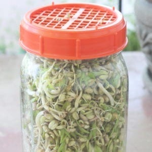 Easy tips for getting started growing bean sprouts in jars. Grow your own mung bean sprouts for Chinese and Asian cooking, and more.