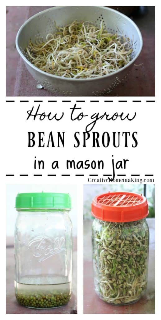 Easy tips for getting started growing bean sprouts in jars. Grow your own mung bean sprouts for Chinese and Asian cooking, and more.