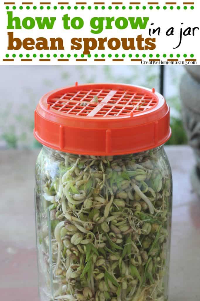 Easy instructions on how to grow bean sprouts at home in a jar. Growing bean sprouts for stir fry and salads is easy. Anyone can grow bean sprouts indoors! 