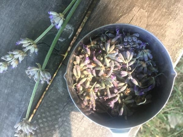 Lavender lemonade recipe