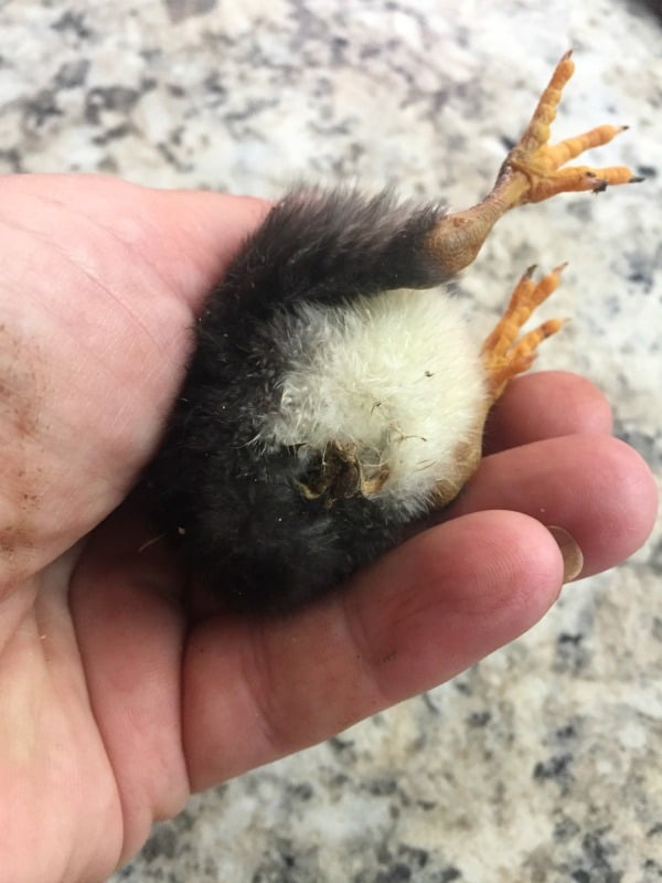 What to do when your baby chicken has pasty butt: how to treat it and how to prevent it. Guide to caring for baby chicks for beginning homesteaders.