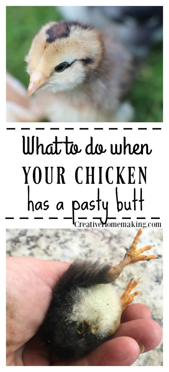 What to do when your baby chicken has pasty butt: how to treat it and how to prevent it. Guide to caring for baby chicks for beginning homesteaders.