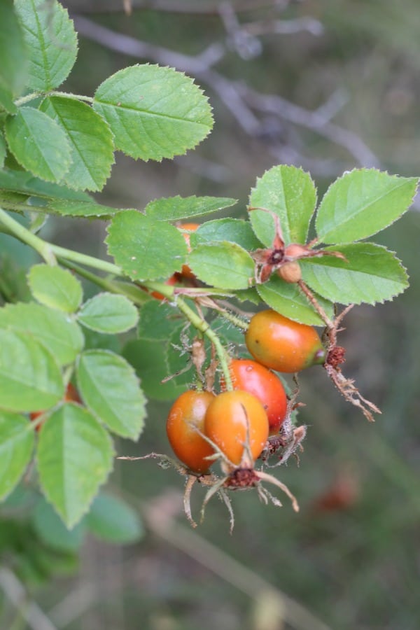 Harvest fresh rose hips to make this recipe for rose hip simple syrup.
