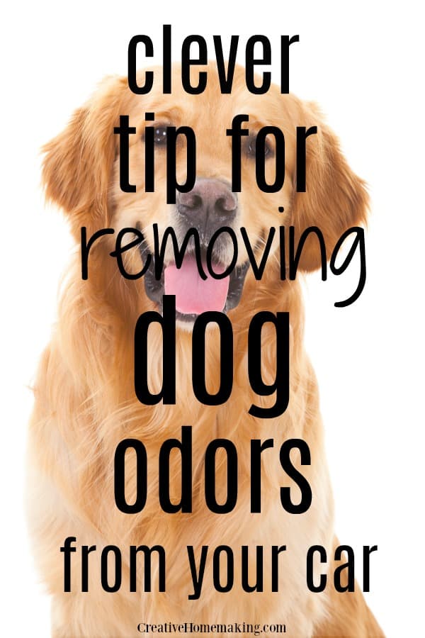 Clever trick for removing dog odor from your car. One of my favorite car cleaning hacks!